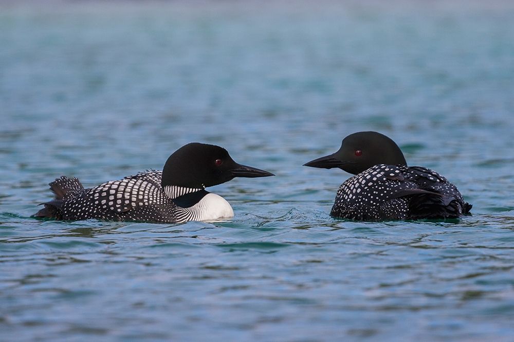 Common Loon Pair